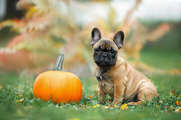 cute french bulldog puppy sitting outdoors with a pumpkin