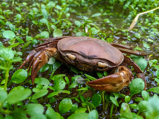 Barytelphusa cunicularis is a common species of freshwater crab found in India