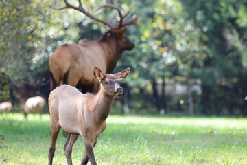 Young elk with large, blurred bull elk in background