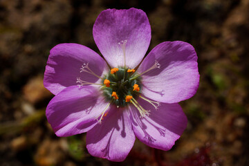 Pink flower of the carnivorous poppy-flowered sundew (Drosera cistiflora), Western Cape, South Africa