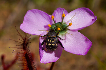 Pink flower of the carnivorous poppy-flowered sundew (Drosera cistiflora) with monkey beetle as pollinator, Western Cape, South Africa, 