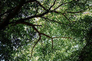 A large, lush tree with broad, shady branches, perfect for nature or landscape photography