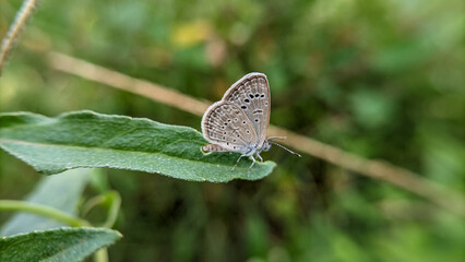 Macro photo of the Zizula Hylax butterfly or Tiny grass blue or Australian butterflies. selective...