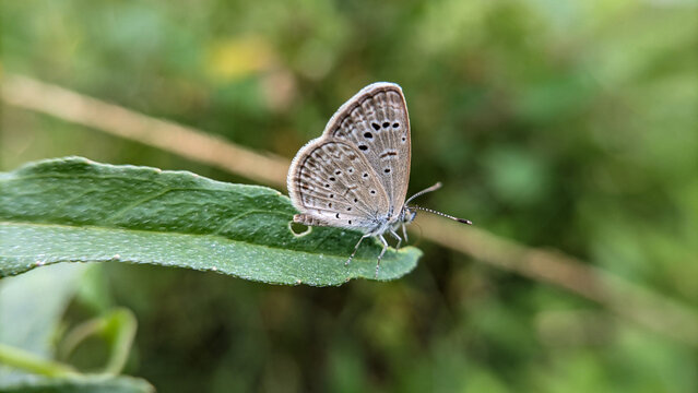 Macro photo of the Zizula Hylax butterfly or Tiny grass blue or Australian butterflies. selective focus