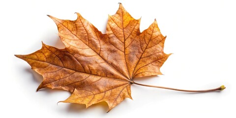 Fototapeta premium Dried brown autumn maple leaf isolated on white background