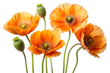 Obraz premium Four Vibrant Orange Poppy Flowers