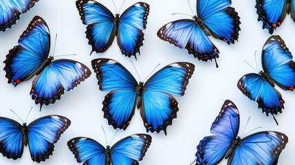 Elegant blue butterflies with detailed wing patterns, arranged gracefully on a clear background, highlighting natural beauty.