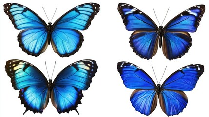 Elegant display of four blue butterflies, with distinct wing patterns, set against a transparent background for nature-inspired designs.