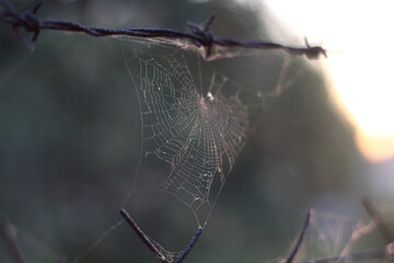 Glistening in the warm sunlight, a delicate spiderweb