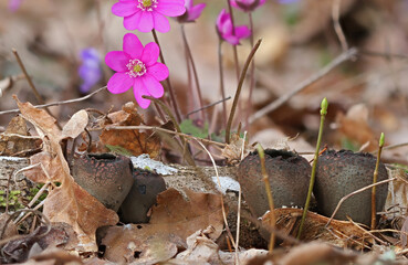 Rare spring mushroom, endangered species Urnula craterium with pink Hepatica nobilis