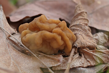 Mushrooms in wild forest macro close up photography
