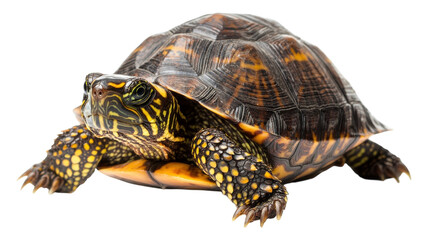 Obraz premium A colorful turtle basking in natural light, showcasing intricate patterns on its shell in a serene setting.