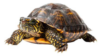 A colorful turtle basking in natural light, showcasing intricate patterns on its shell in a serene setting.