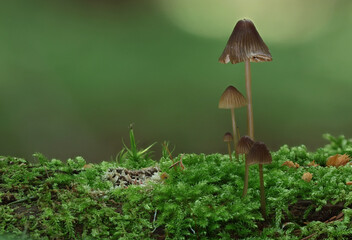 Mushrooms in wild forest macro close up photography
