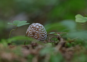 Mushrooms in wild forest macro close up photography
