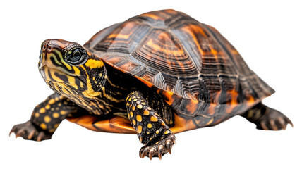 Obraz premium A colorful turtle resting on a surface, showcasing its vibrant shell patterns and textures in a tranquil setting.