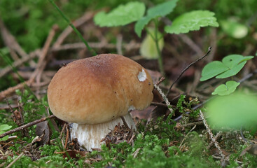 Mushrooms in wild forest macro close up photography
