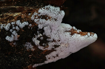 Slime mold natural habitat close up macro photography