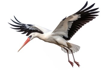 Fototapeta premium White stork animal flying bird.