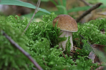 Mushrooms in wild forest macro close up photography
