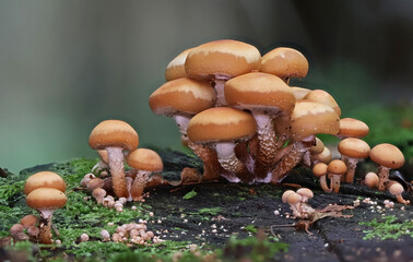 Mushrooms in wild forest macro close up photography
