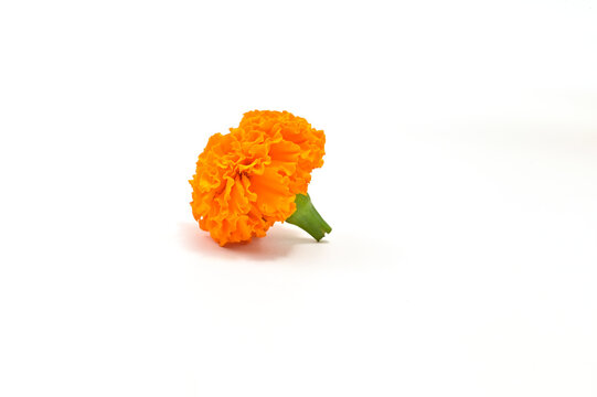 FRESH MARIGOLD SIDE VIEW ON ISOLATED WHITE BACKGROUND.