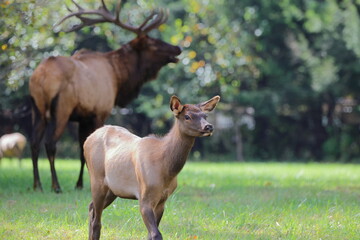 Young elk with large, blurred bull elk in background