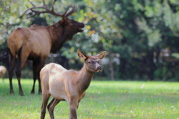 Young elk with large, blurred bull elk in background