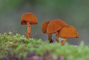 Mushrooms in wild forest macro close up photography
