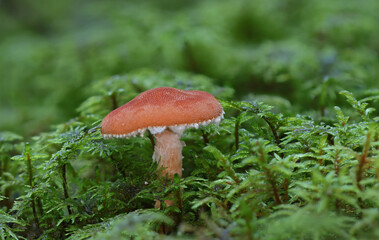 Mushrooms in wild forest macro close up photography
