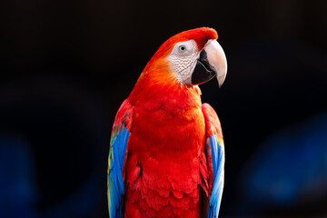 Red-and-green Macaw (Ara chloropterus), Arara-vermelha