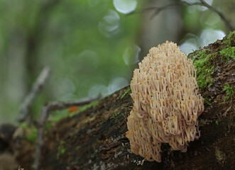 Macro close up mushroom photography wild forest