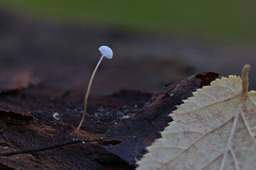 Close up macro photo of a tiny mushroom on rotten leaf