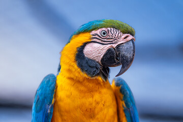 Blue-and-yellow Macaw (Ara ararauna), Arara-canindé