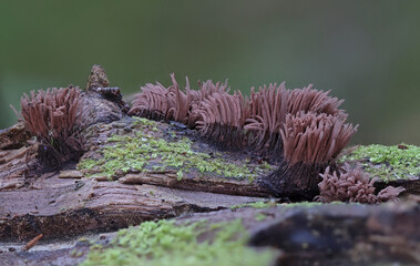Slime mold close up macro wild forest photography