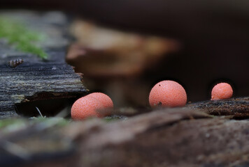 Slime mold close up macro wild forest photography