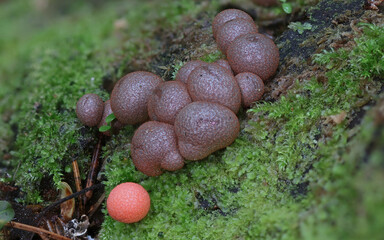 Slime mold close up macro wild forest photography