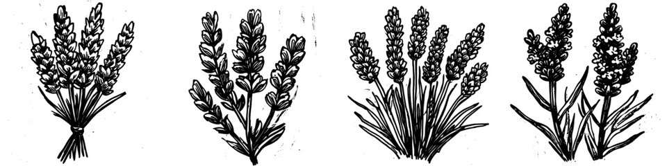 Beautiful lavender icon. Botanical element for health and beauty products. Herbs. Hand drawn modern floral illustration in outline style isolated on white background.