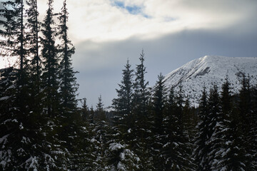 Snow-covered trees in a peaceful forest with a distant mountain during a cloudy winter afternoon. Carpathian Mountains, Ukraine
