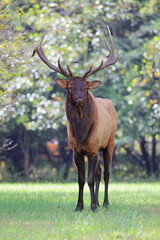 Large bull elk bugling. 