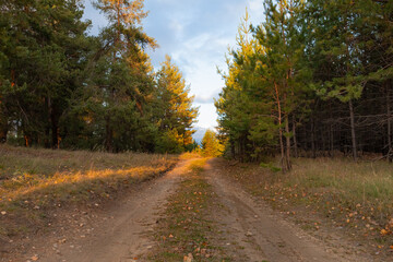Scenic Drive Through Lush Spruce Forest in Autumn at Golden Hour Sunset with Tall Straight Trees