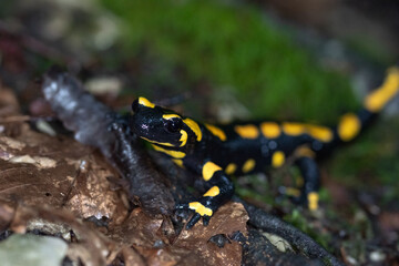 Feuersalamander 3