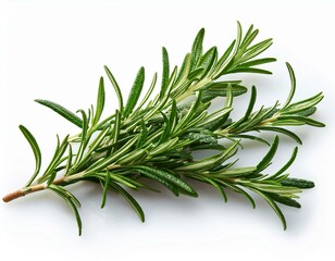 Fototapeta premium ローズマリー（rosemary） 