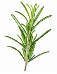 Fototapeta premium ローズマリー（rosemary） 