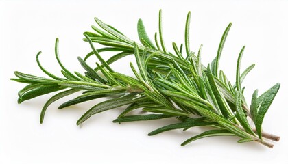 Fototapeta premium ローズマリー（rosemary） 