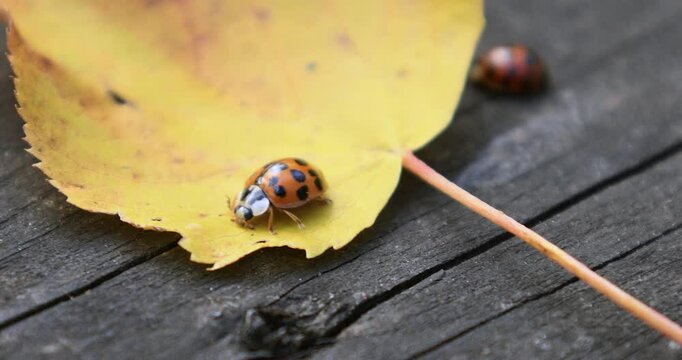 A vibrant orange ladybug with black spots is captured on a textured wooden surface; the detailed close-up highlights the intricate patterns of both bug and surface.