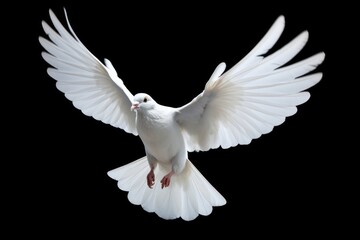 White pigeon animal flying bird.