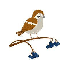 Sparrow sits on a branch with berries. Bird on a branch. Cute character. Vector illustration, small winter forest bird. Flat style.