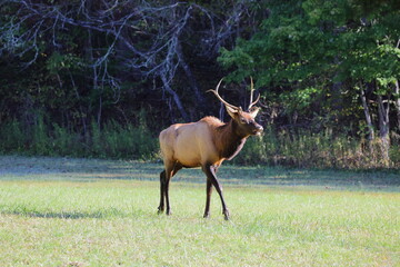 Bull elk bugling