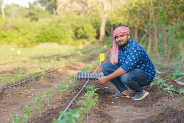 Fototapeta premium Indian Tomato farming in outdoor